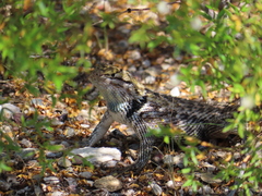 Sceloporus magister