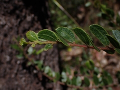 Acacia hispidula