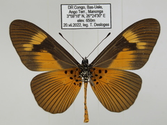 Acraea paragea