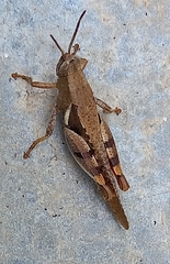 Xenocatantops humilis