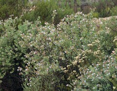 Lobostemon glaucophyllus