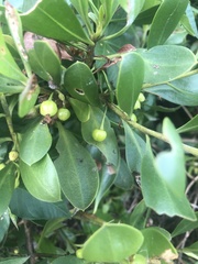 Myoporum boninense