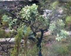 Protea nitida