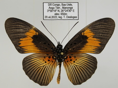 Pseudacraea eurytus eurytus
