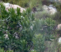 Hyaenanche globosa
