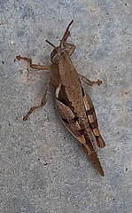 Xenocatantops humilis