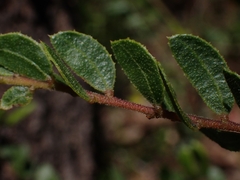 Acacia hispidula