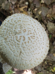 Neolentinus lepideus
