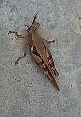 Xenocatantops humilis