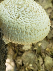 Neolentinus lepideus