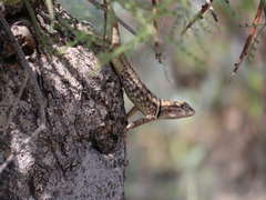 Sceloporus magister