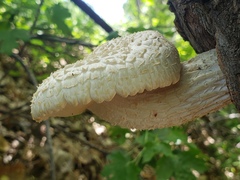 Neolentinus lepideus