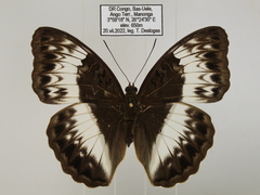 Cymothoe jodutta mostinckxi
