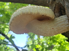 Neolentinus lepideus