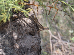Sceloporus magister