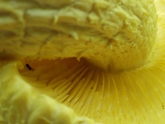 Neolentinus lepideus