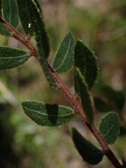 Acacia hispidula