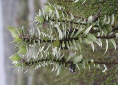 Gomphocarpus cancellatus