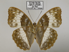 Cymothoe jodutta mostinckxi