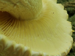 Neolentinus lepideus
