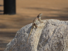 Sceloporus magister