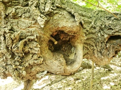 Neolentinus lepideus