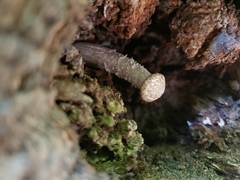 Neolentinus lepideus