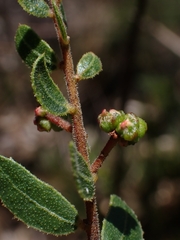 Acacia hispidula