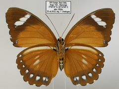 Euphaedra hybrida