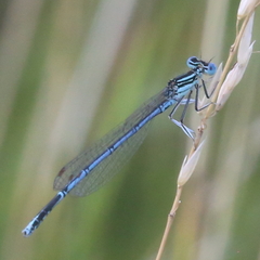 Platycnemis pennipes