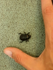 Geotrupes stercorarius