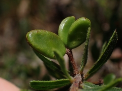 Acacia hispidula