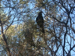 Calyptorhynchus lathami