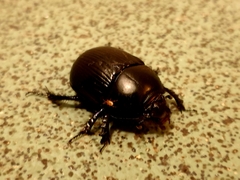 Geotrupes stercorarius