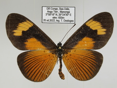 Acraea tellus tellus