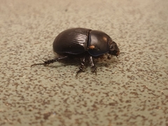 Geotrupes stercorarius