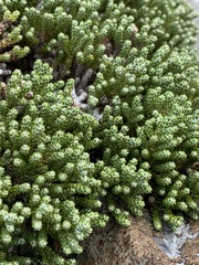 Helichrysum intermedium