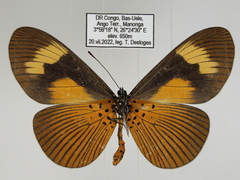 Acraea tellus tellus