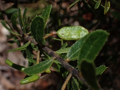 Acacia hispidula
