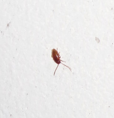 Ptilodactyla