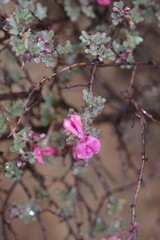 Indigofera esterhuysenae