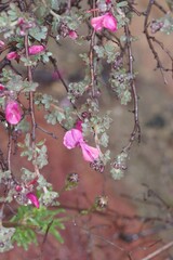 Indigofera esterhuysenae