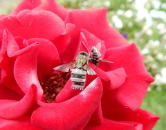 Entomophthora muscae