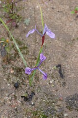 Moraea tripetala