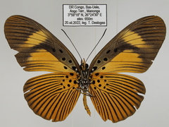 Pseudacraea eurytus eurytus