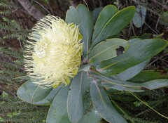 Protea nitida