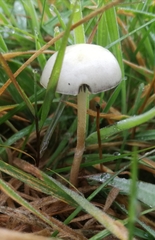 Protostropharia semiglobata