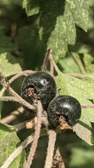 Crataegus chlorosarca