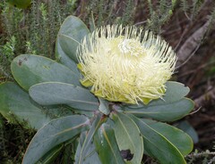 Protea nitida