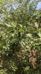 Crataegus chlorosarca